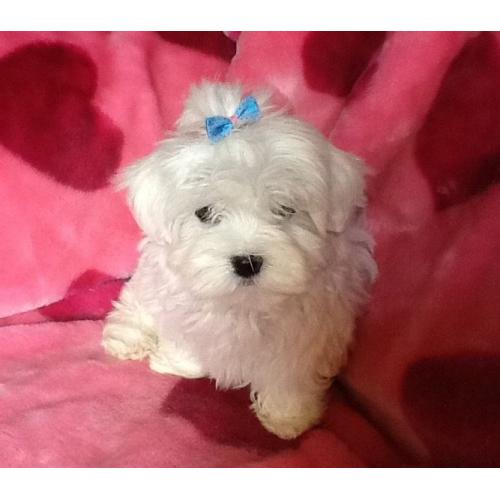 RE ADVERTISED DUE TO TIMEWASTER *****STUNNING MALTESE PUPPY******