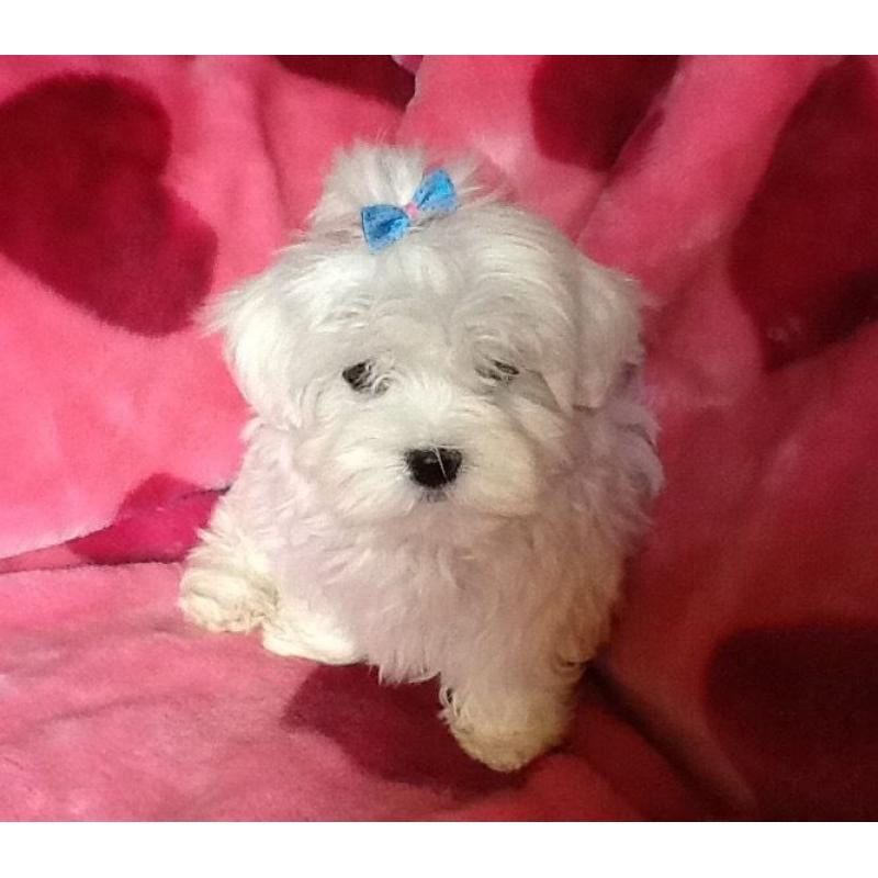 RE ADVERTISED DUE TO TIMEWASTER *****STUNNING MALTESE PUPPY******