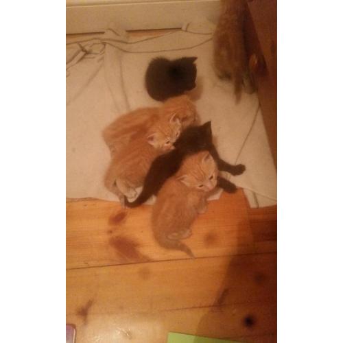 Two black kittens for sale