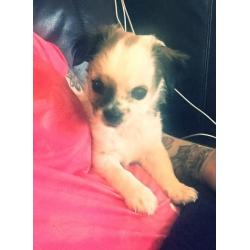 Female Chi X JR