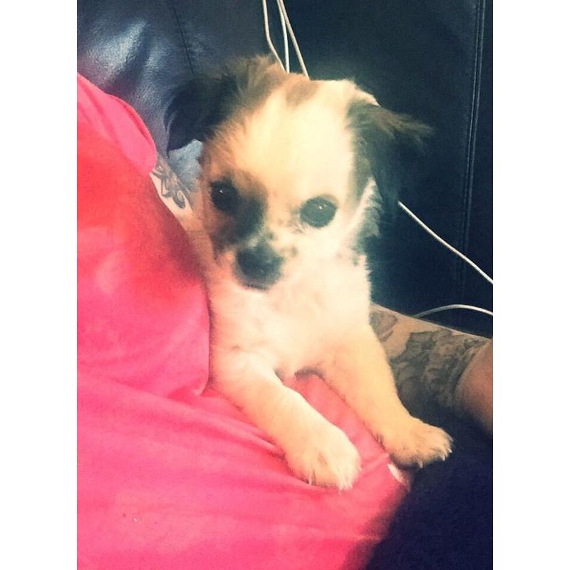 Female Chi X JR