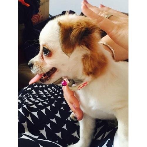 Female Chi X JR