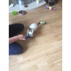 Female Chi X JR