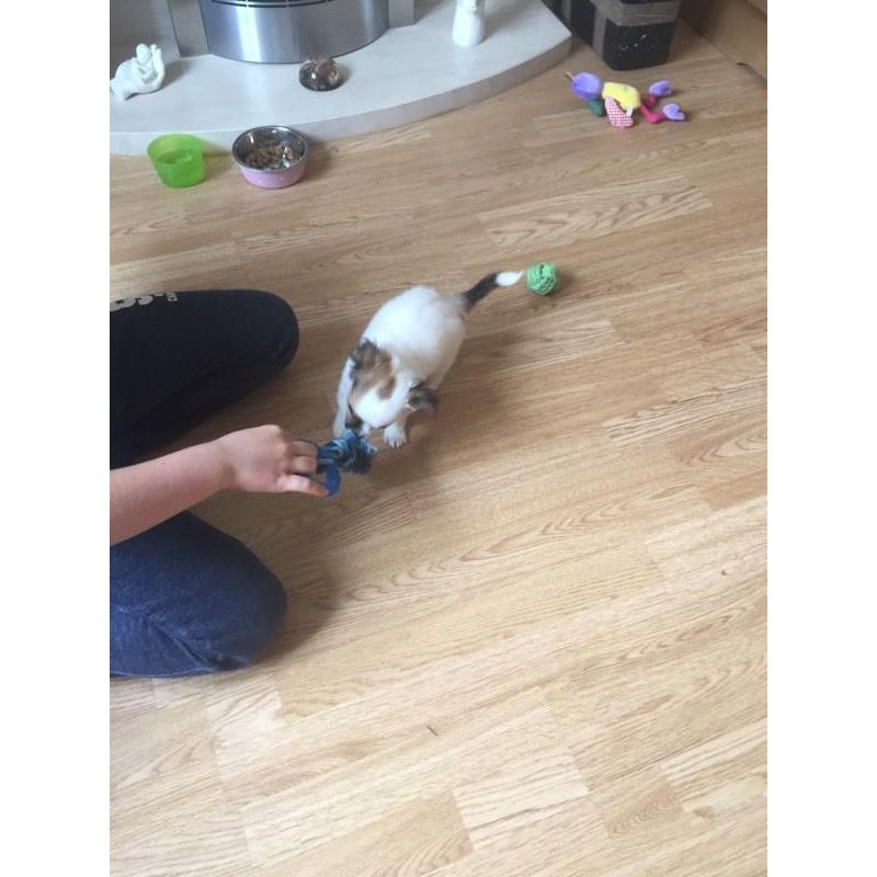 Female Chi X JR