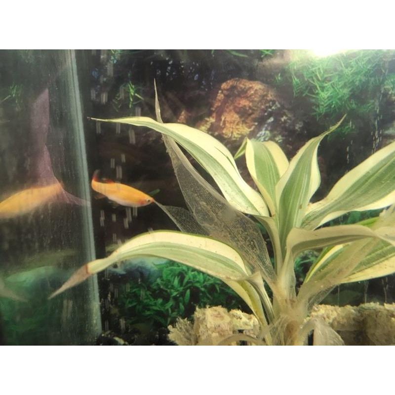 Fish Tank with Fish