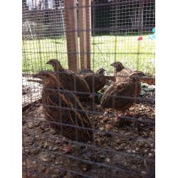 Harlequin Quails