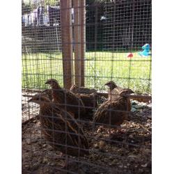 Harlequin Quails