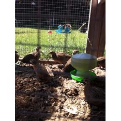 Harlequin Quails