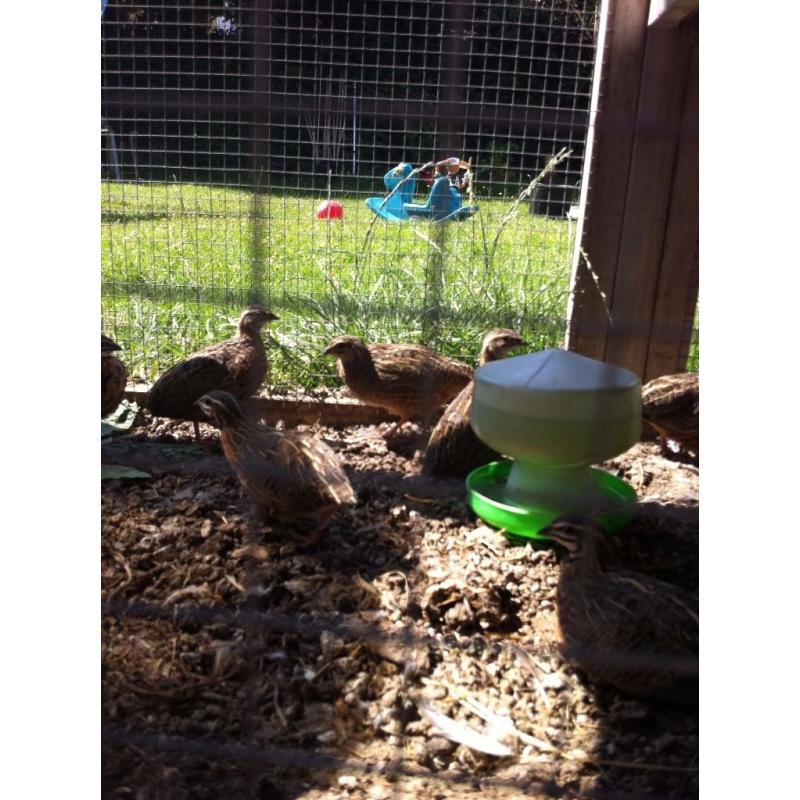 Harlequin Quails