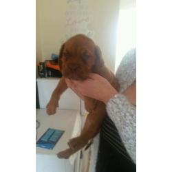 Beautiful Dogue du Bordeaux pups