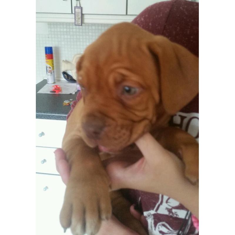 Beautiful Dogue du Bordeaux pups