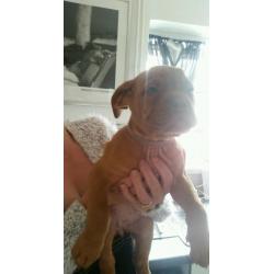 Beautiful Dogue du Bordeaux pups