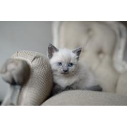Snowshoe x siamese female kitten