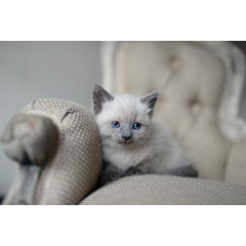 Snowshoe x siamese female kitten