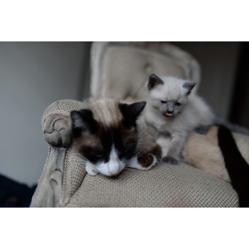 Snowshoe x siamese female kitten