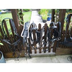 Hartland harness