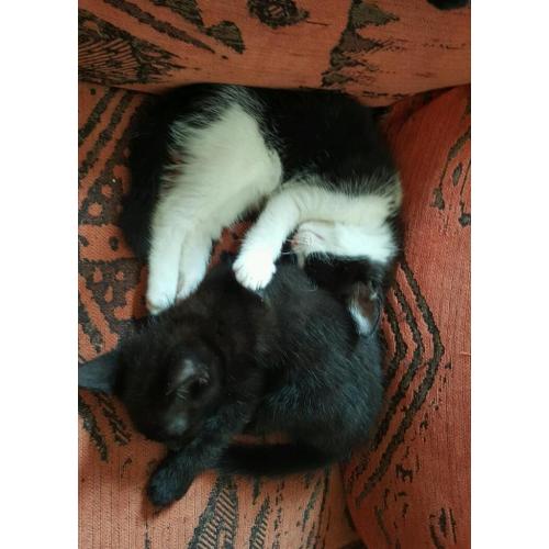 Beautiful kittens for sale
