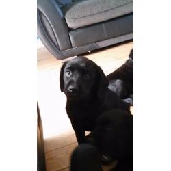 Black labrador puppies 3 girls 1 boy left