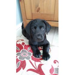 Black labrador puppies 3 girls 1 boy left