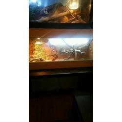 Oak reptile vivarium
