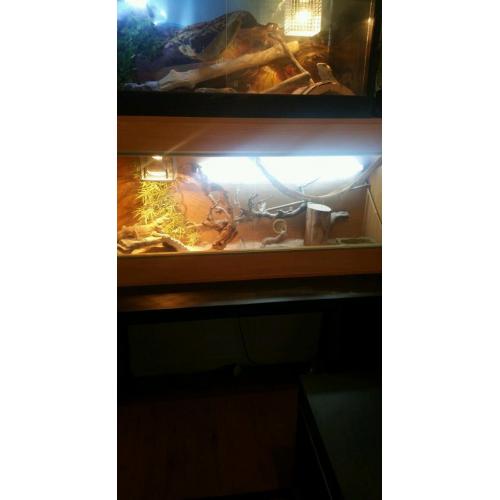 Oak reptile vivarium