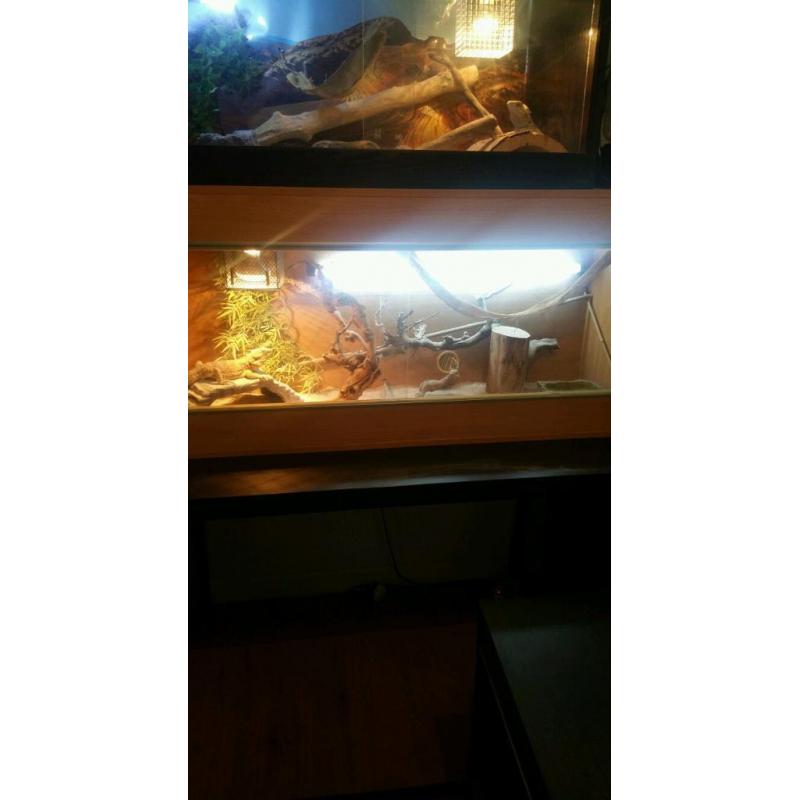 Oak reptile vivarium