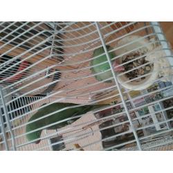 2 Alexandrines with big cage