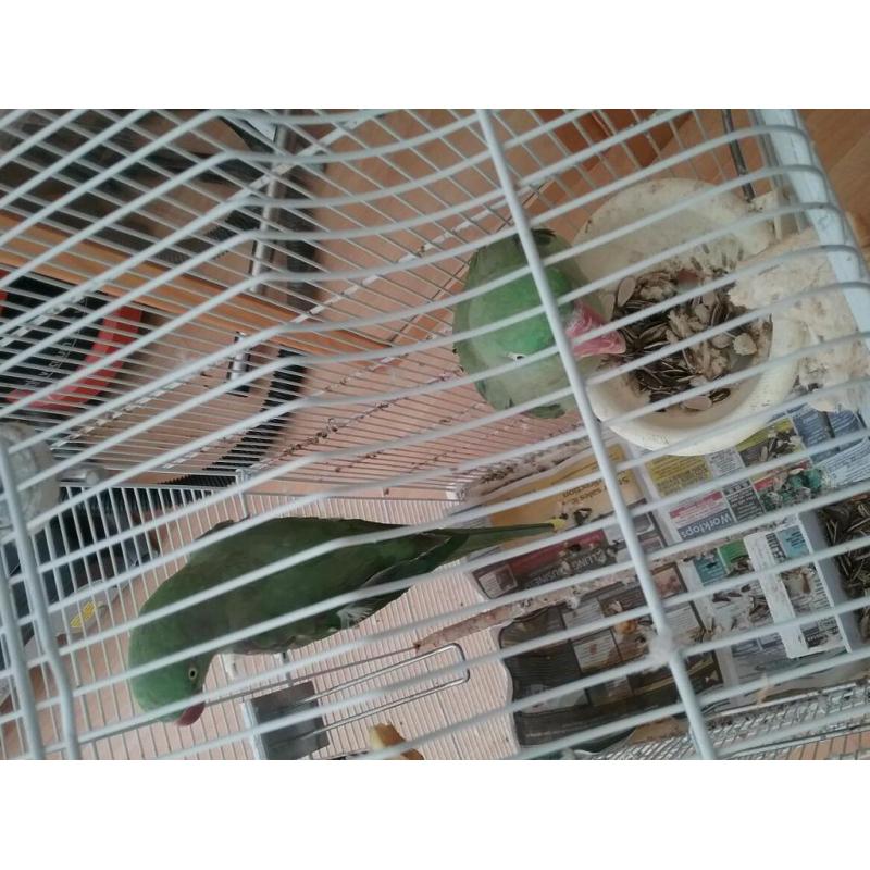2 Alexandrines with big cage