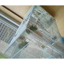 2 Alexandrines with big cage