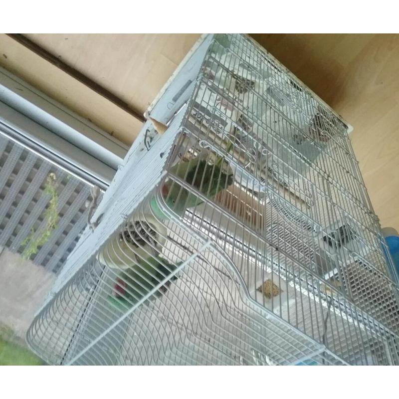 2 Alexandrines with big cage