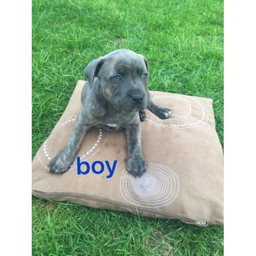 KC Staffordshire Bull Terrier puppies for sale !