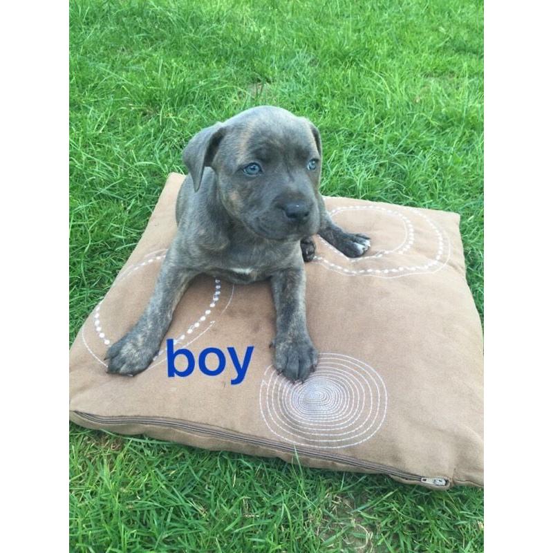 KC Staffordshire Bull Terrier puppies for sale !