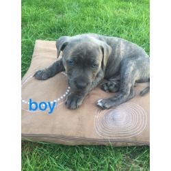 KC Staffordshire Bull Terrier puppies for sale !