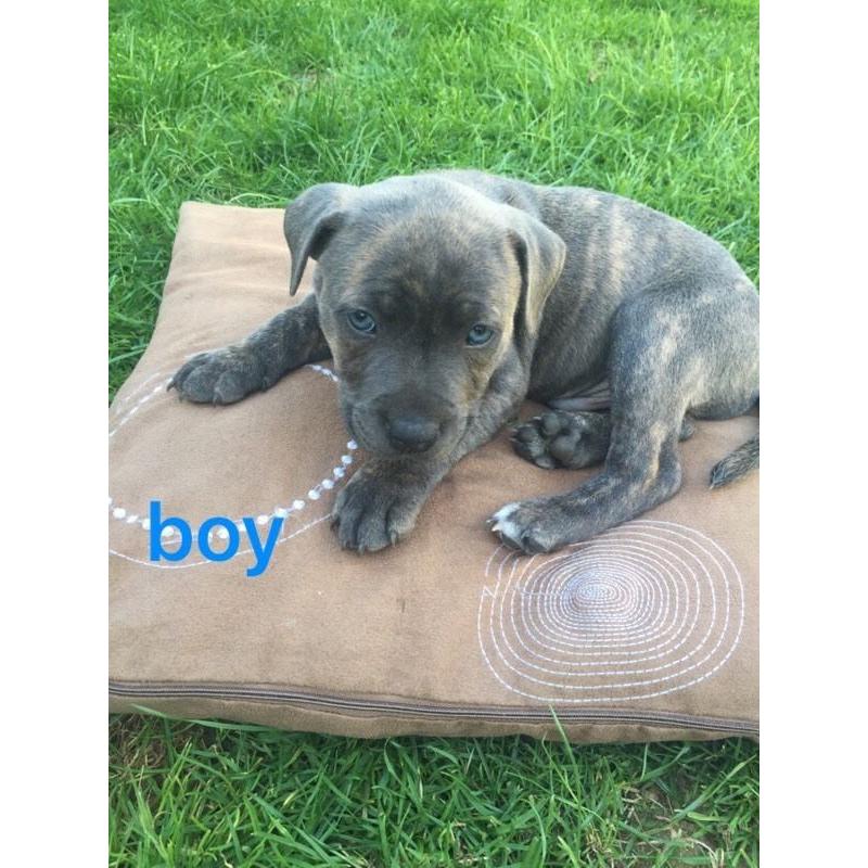 KC Staffordshire Bull Terrier puppies for sale !