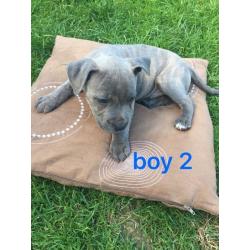 KC Staffordshire Bull Terrier puppies for sale !