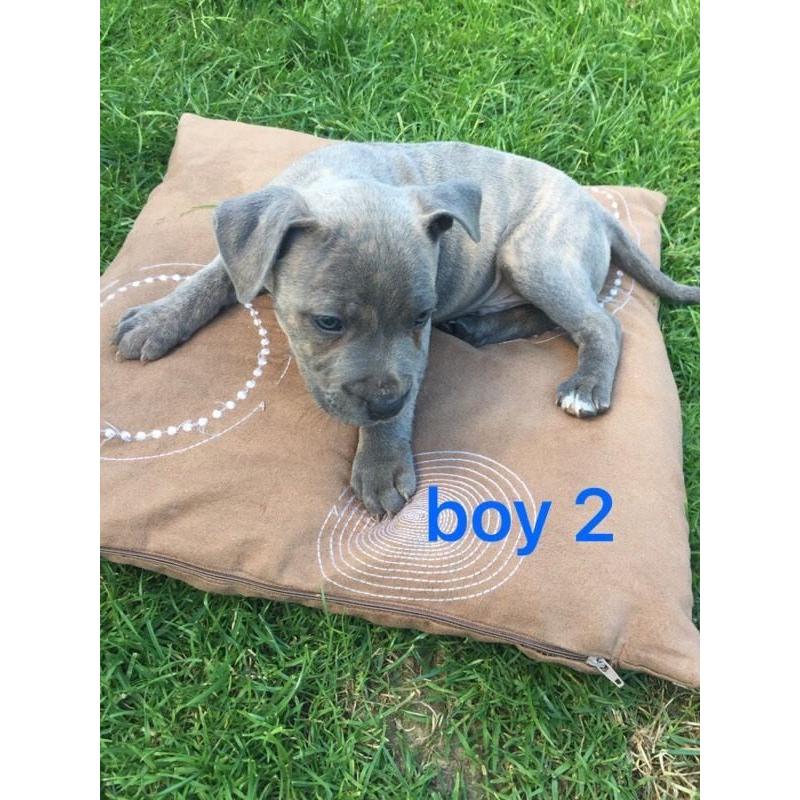 KC Staffordshire Bull Terrier puppies for sale !