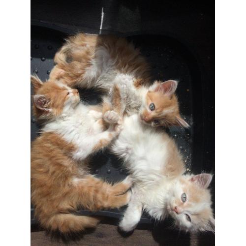 3 Male Medium Haired Kittens