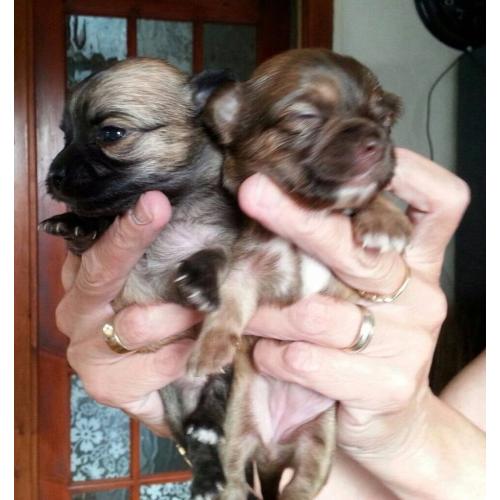 Beautiful Female Chihuahua pedigree puppies