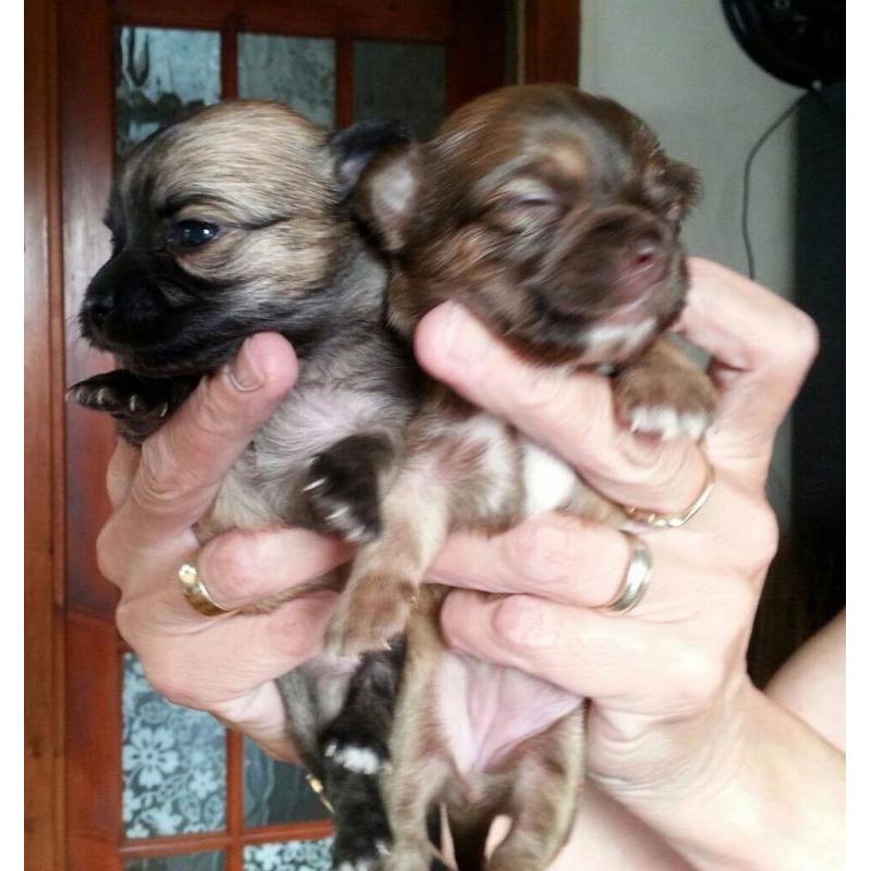 Beautiful Female Chihuahua pedigree puppies