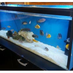 Malawi tropical fish