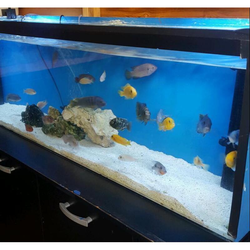Malawi tropical fish