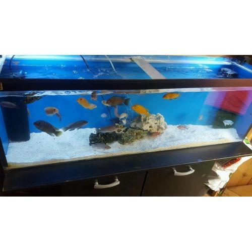 Malawi tropical fish