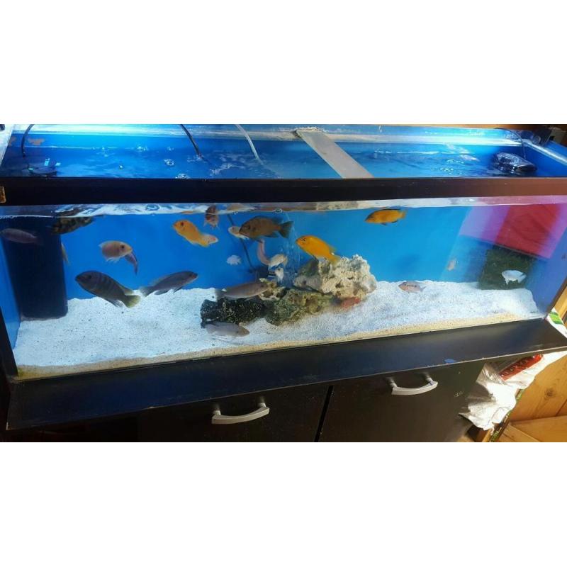 Malawi tropical fish