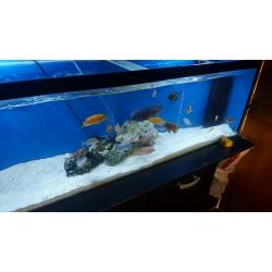 Malawi tropical fish