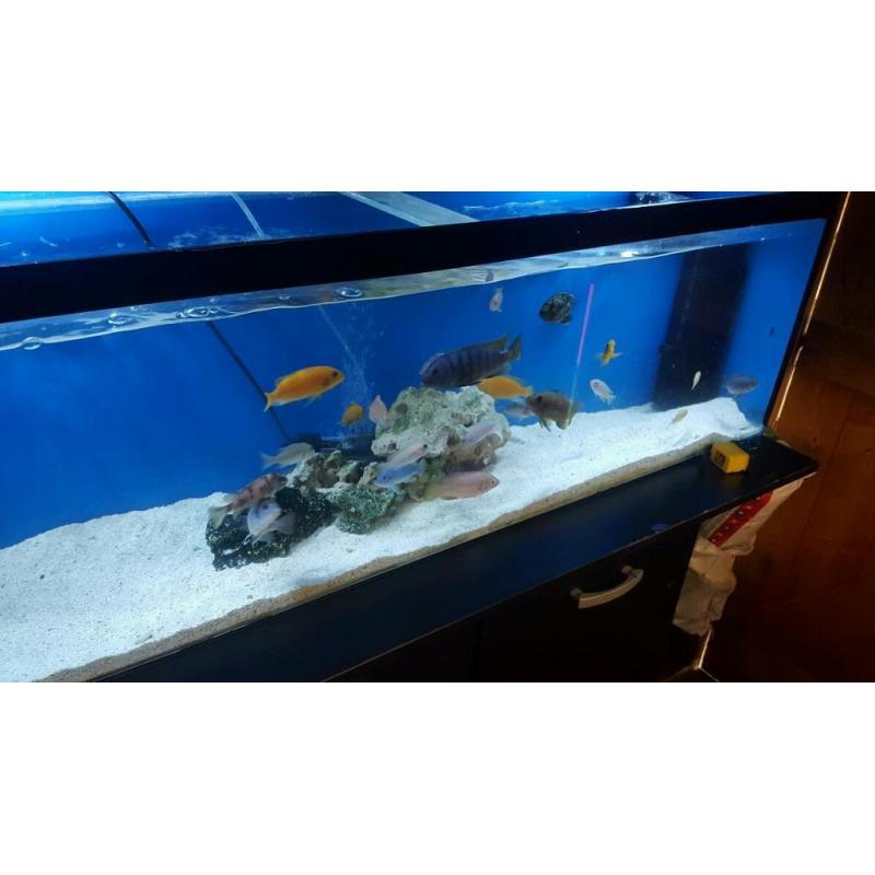 Malawi tropical fish