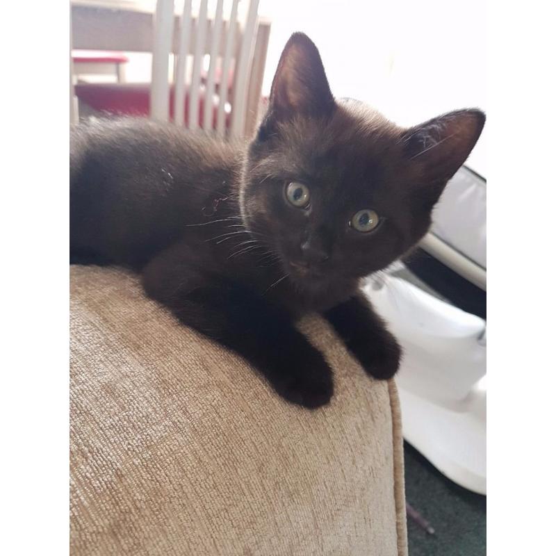 Kittens
