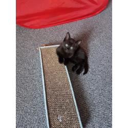 Kittens