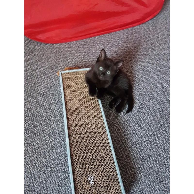 Kittens