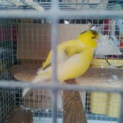 pair of canaries for sale