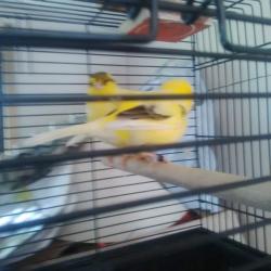 pair of canaries for sale